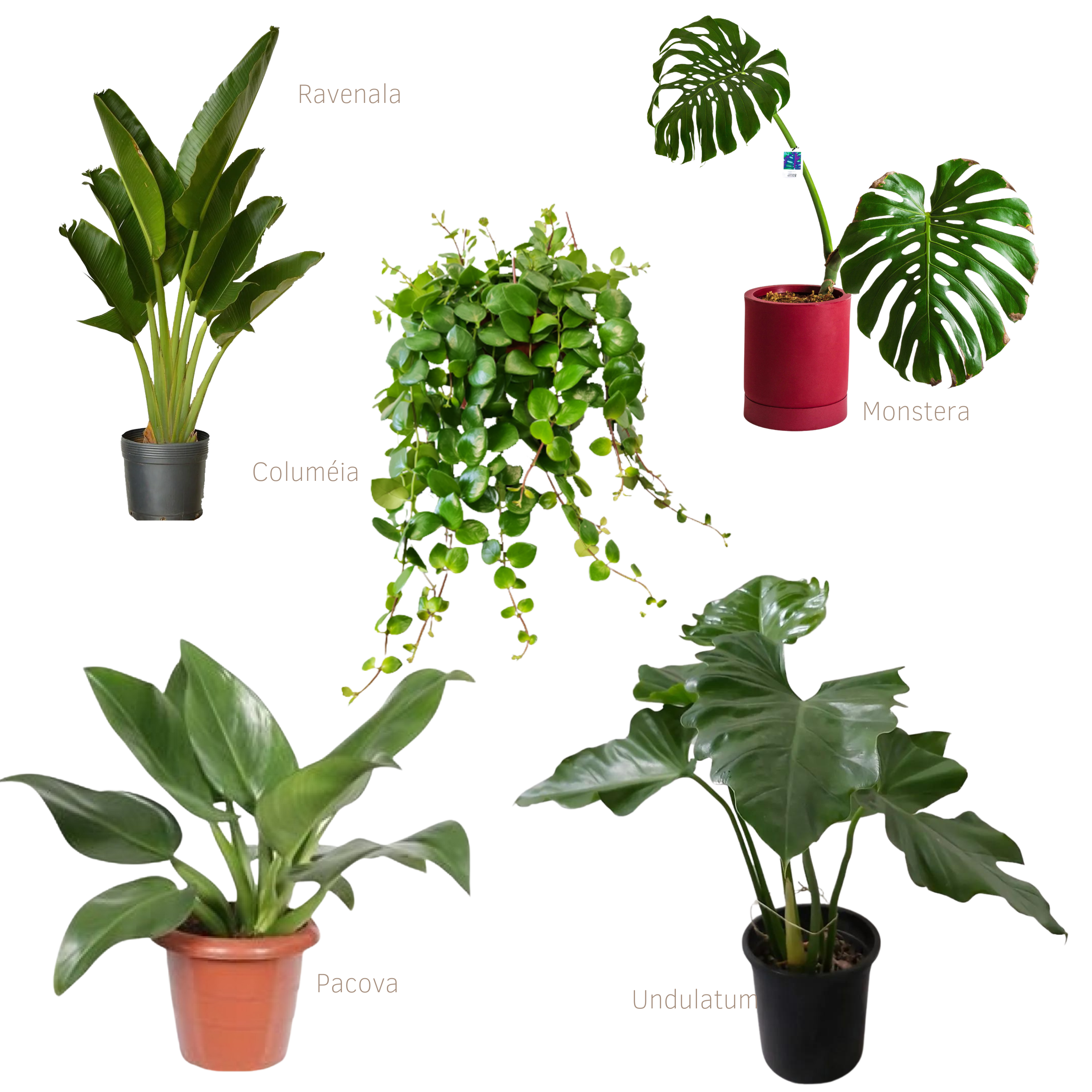 vida com mais plantas